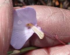 Utricularia barkeri