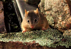 Antechinus flavipes