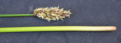 Carex tereticaulis