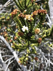 Euchaetis