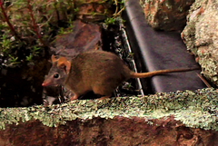 Antechinus flavipes