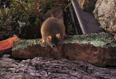 Antechinus flavipes