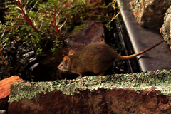 Antechinus flavipes