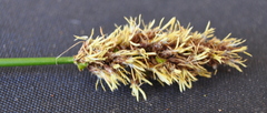 Carex tereticaulis