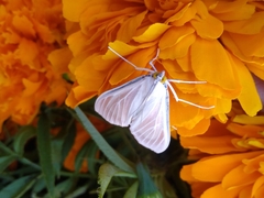 Palpita flegia