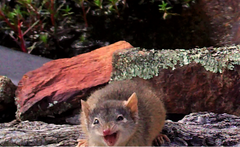 Antechinus flavipes