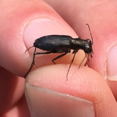 Cicindela punctulata punctulata