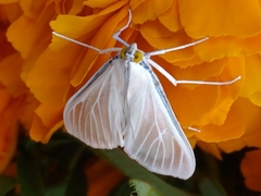 Palpita flegia