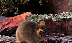 Antechinus flavipes