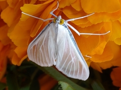 Palpita flegia