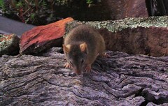 Antechinus flavipes