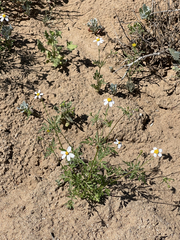 Coreocarpus parthenioides parthenioides