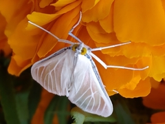 Palpita flegia