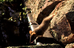 Antechinus flavipes