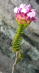 Sonderothamnus petraeus