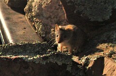 Antechinus flavipes