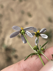 Coreocarpus parthenioides parthenioides