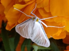 Palpita flegia