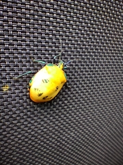 Tectocoris diophthalmus