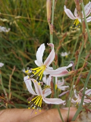 Caesia contorta