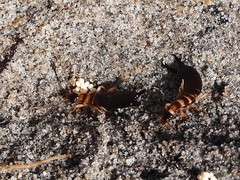Anisolabis littorea