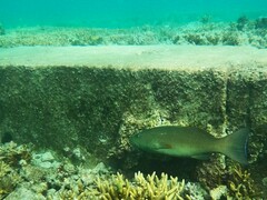 Plectropomus leopardus