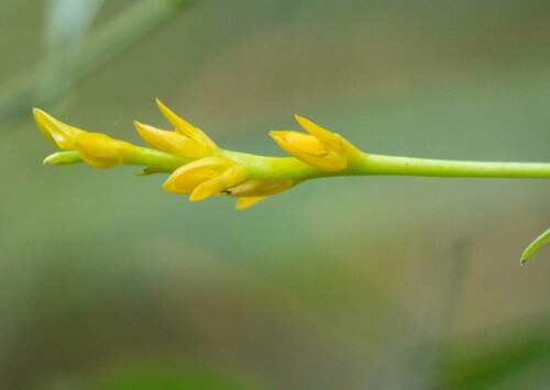 Bulbophyllum auriflorum