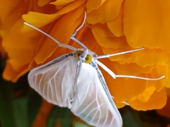 Palpita flegia