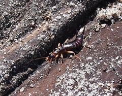 Anisolabis littorea