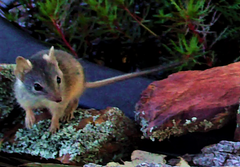 Antechinus flavipes