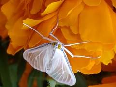 Palpita flegia