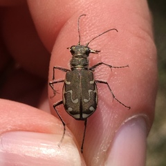 Cicindela repanda repanda