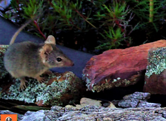 Antechinus flavipes