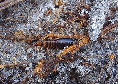 Anisolabis littorea