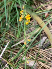 Sphaerolobium vimineum