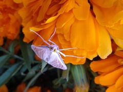 Palpita flegia