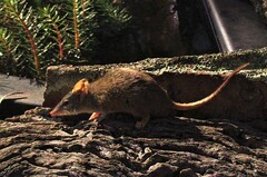 Antechinus flavipes