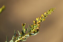 Comesperma pallidum