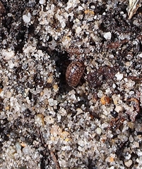 Oniscidea