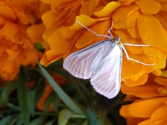 Palpita flegia