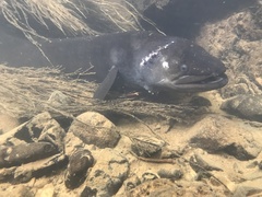 Anguilla dieffenbachii