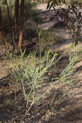 Comesperma pallidum