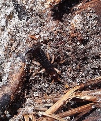 Anisolabis littorea