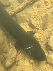 Anguilla dieffenbachii