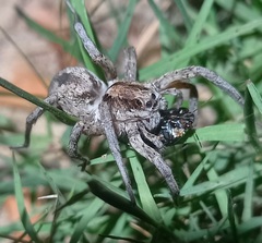 Lycosinae
