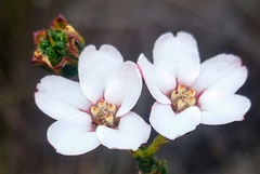 Adenandra