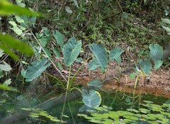 Colocasia