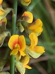 Sphaerolobium vimineum