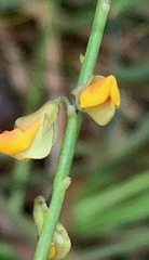 Sphaerolobium vimineum