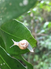 Helicarionoidea